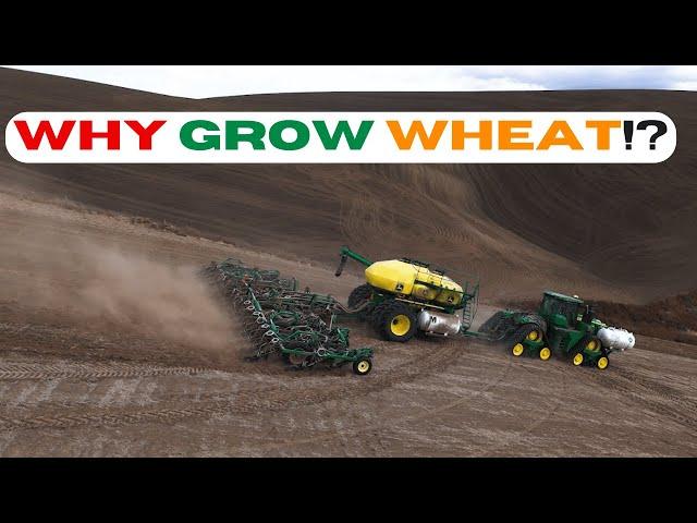 Why are we seeding wheat now?