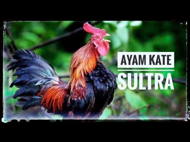 SUARA AYAM JANTAN BERKOKOK ( ROOSTER CROWING) 