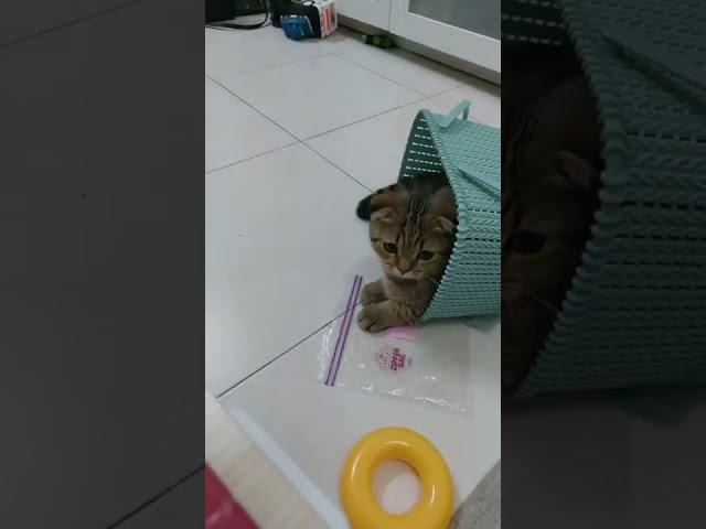 Tabby in the box gonna sleeping at night tabby is 6 months
