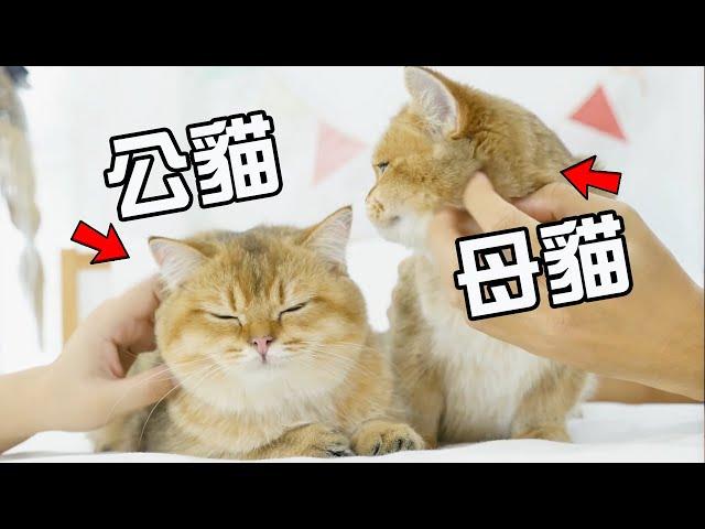 養公貓好還是母貓好？看完這5點區別，你會有答案！【初識貓咪EP13】