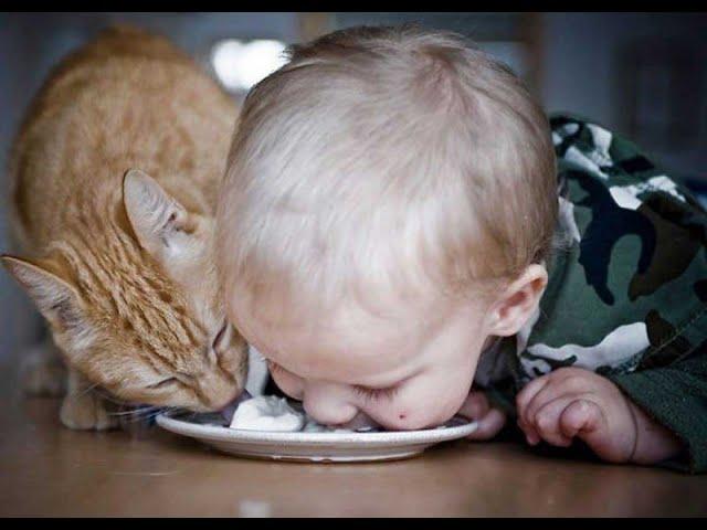  Cat food tastes better!  Funny video with cats and kittens for a good mood! 