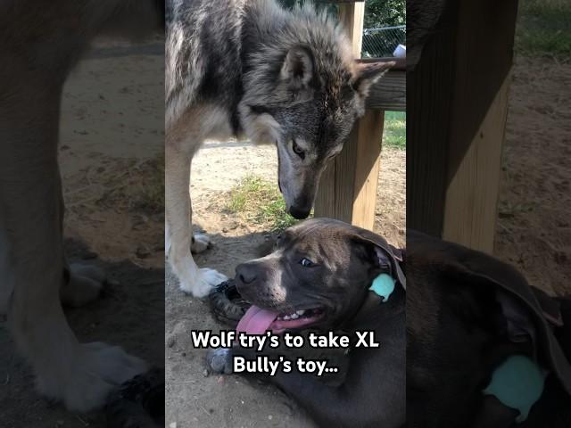 1 Year Old Timber Wolf & 5 month Old XL Bully #xlbully #pitbull #wolf #dogtraining #bullybreed