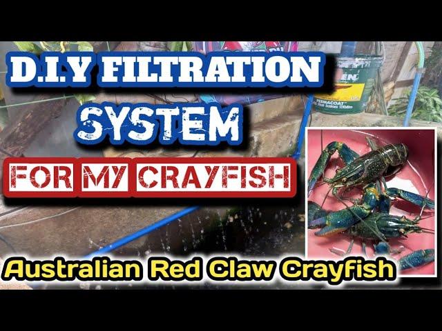 DIY Filtration System for my Crayfish, Crayfish Farming Philippines