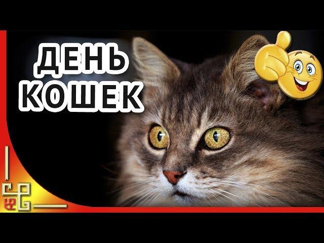 Кошки.1 марта Международный день кошки. Видео открытка на день кота