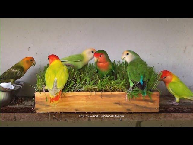 peach-faced lovebirds and millet grass