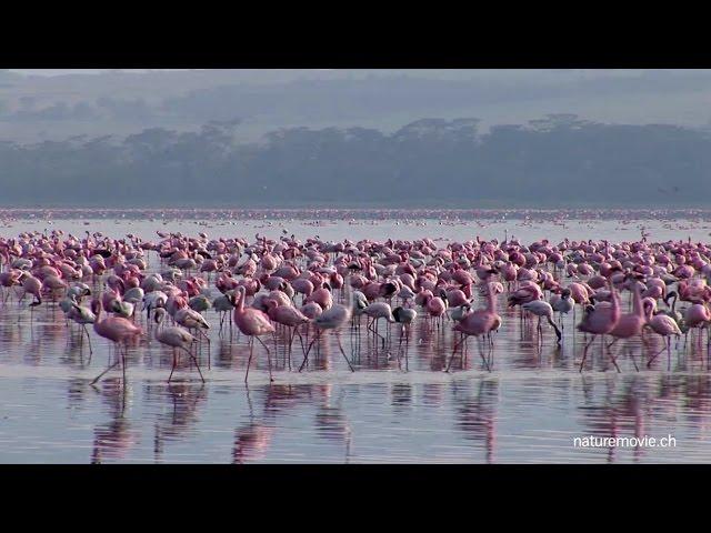 Flamingo, Lake Nakuru