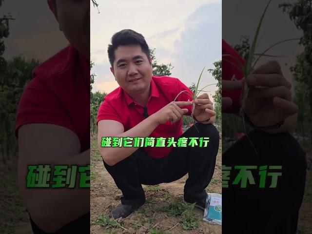 清理香附子专用方案，玉米水稻高粱棉花全田喷雾，不伤作物，烂根不反青香附子克星 香附子 香附子草