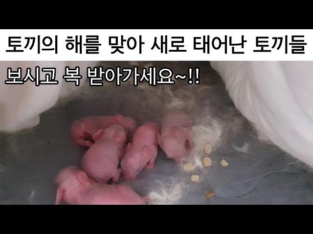 저희집 토끼 렉시가 출산하는 장면이 찍혔어요 ㅠ( Rabbit giving birth on Year of the Rabbits) #귀여운영상 #토끼 #토끼의해 #출산 #신기한영상