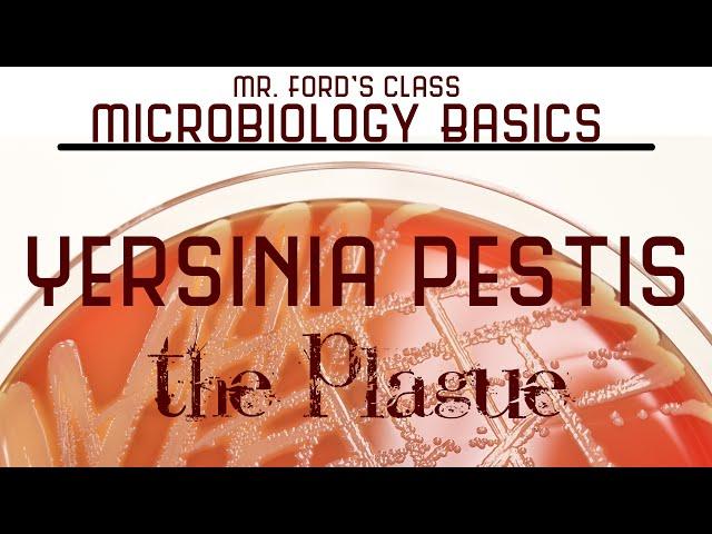 Yersinia pestis - The Plague : Microbiology Lectures