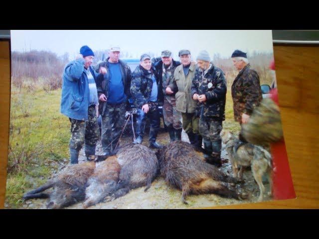 На Закарпатті відстріляють диких кабанів - Голос Карпат