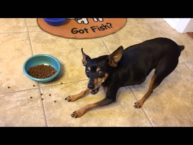 How a miniature pinscher eats