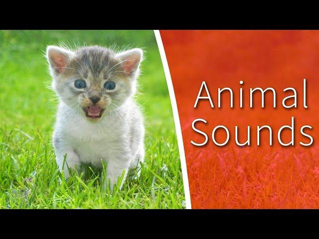 Animal Sounds for Kids - 34 amazing animals