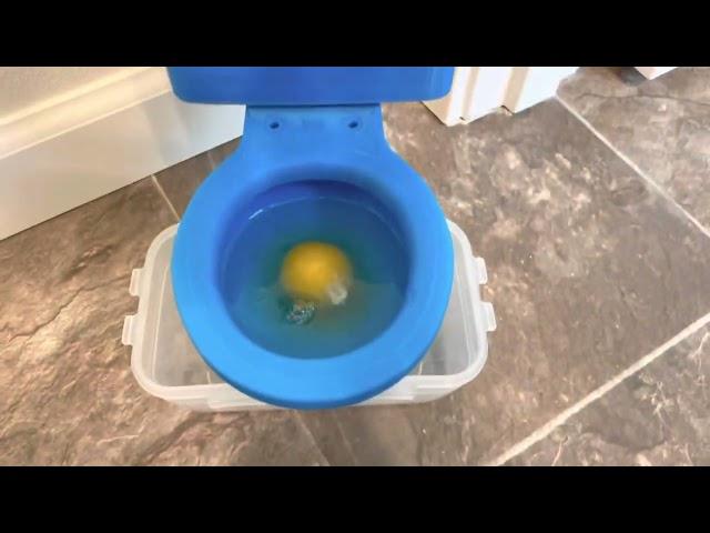 Miniature Concord Toilet Flushing An Egg