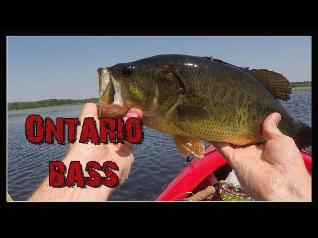 Waubaushene Bass (Fly fishing)