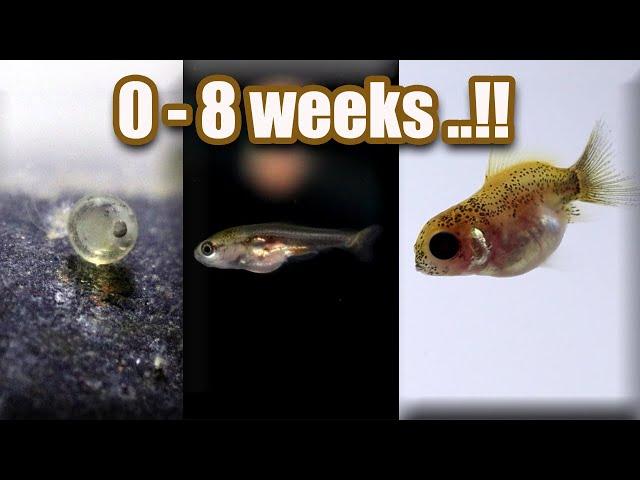 Ep. 7 Baby GOLDFISH GROWTH ( from eggs - 8 weeks )