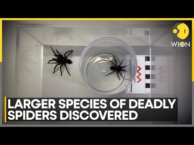 Sydney Funnel Web Spider, One Of World's Deadliest | World News | WION