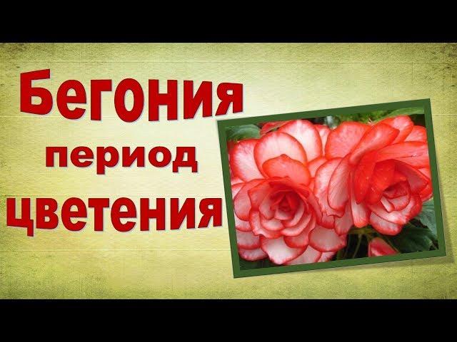 Бегония. Особенности ухода в период цветения.