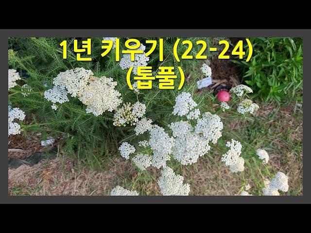 1년 키우기 22-24 (톱풀) This is how the Yarrow change over the course of a year.