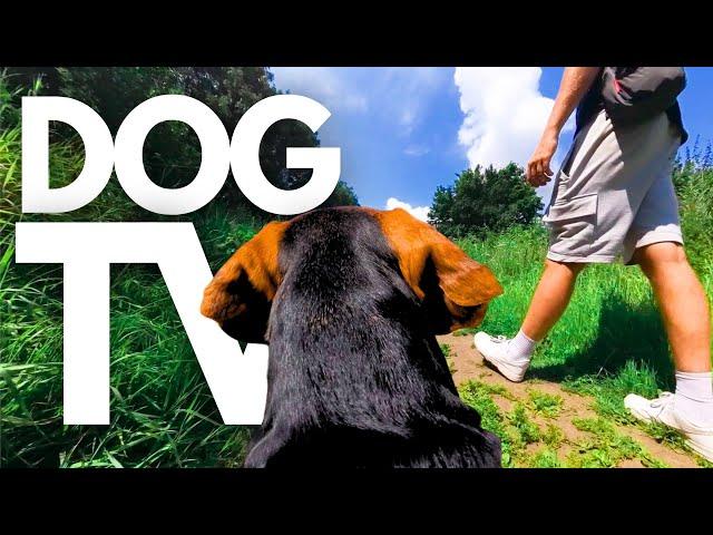 GoPro DogTV | Your Dog's 10hr Relaxing Virtual Walk Along Serene Riverbanks  Dog POV