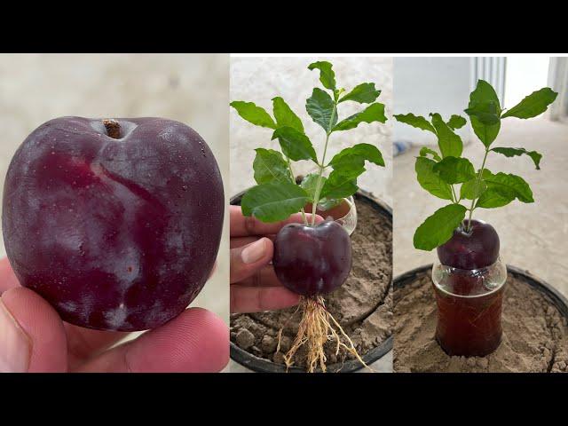 Plum trees grow an plum fruit in the water | unique method and 100% working |