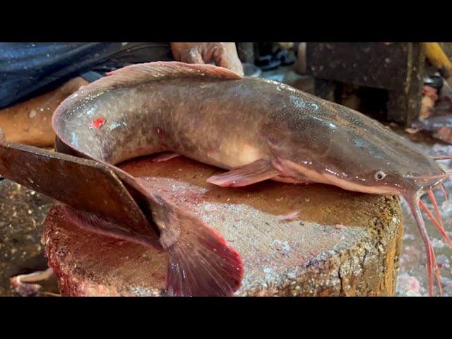 Amazing Big Magur Fish Cutting Skills In Bangladesh Fish Market | Fish Cutting Skills