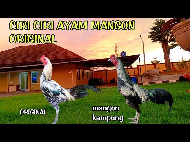 CARA MEMBEDAKAN AYAM MANGON ASLI DAN AYAM MANGON KAMPUNG