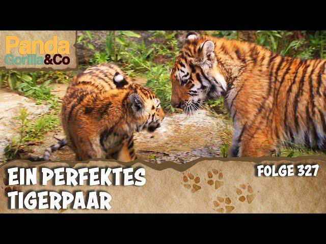 Kleine Tiger Alisha und Dragan leben sich ein | Panda, Gorilla & Co.