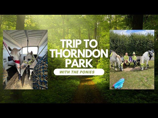 A trip out to Thorndon Park with the ponies 