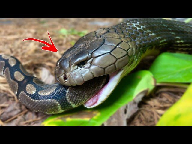 Hungry KING COBRA + NEW ANIMALS!