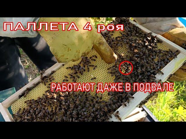 ПАЛЛЕТА 4 роя НА ПОДВАЛЕ ТЯНУТ ВОЩИНУ