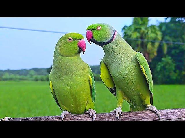 Parrot Talking Sounds