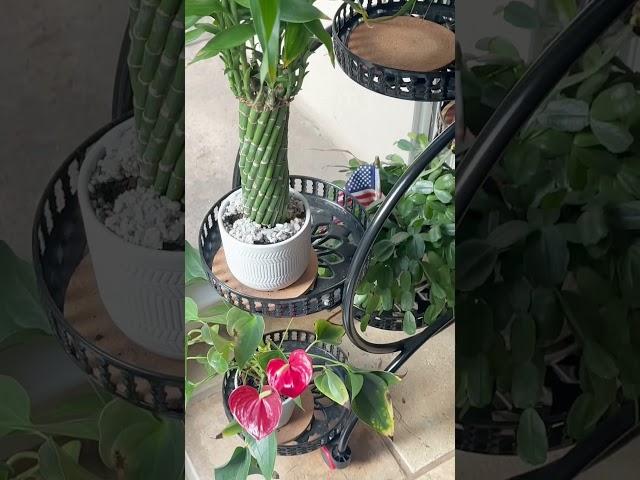 Close Look Unho Metal Plant Stand 6 Potted Flower Pot Holder