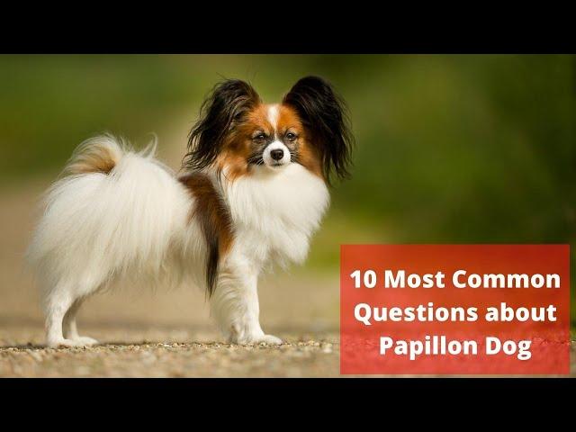 10 Most Common Questions about Papillon Dog