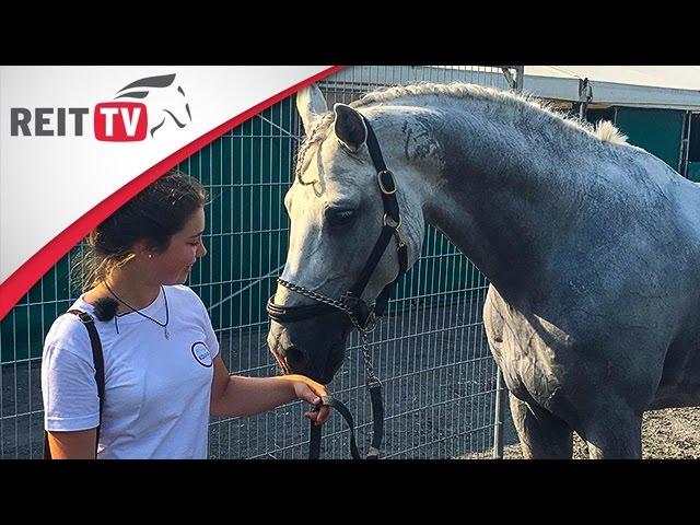 FMA | Anna begleitet Philipp Weishaupts Pferde auf dem Turnier der Sieger