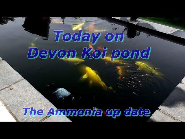 How To filter a koi pond