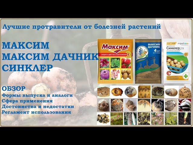 Максим, Максим Дачник, Синклер - лучшие фунгицидные протравители. Обзор средств от болезней растений