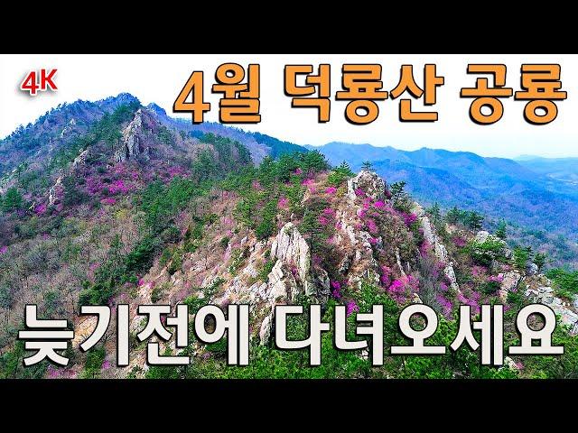 덕룡산/ 암봉과 임릉과 진달래꽃들의 멋진 하모니를 만나고 왔어요 / 환상적인 날씨와 함께 주작 덕룡산행길 /최고다