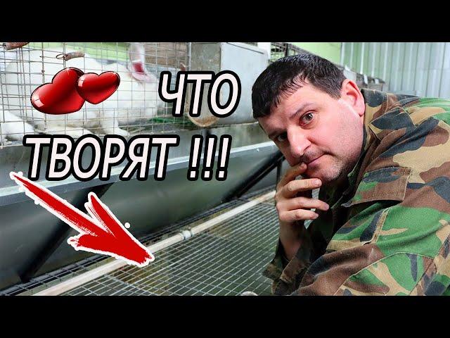 СЛУЧКА КРОЛИКОВ. КАК Я РАБОТАЮ!