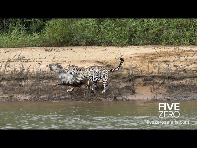 Careless Capybara gets Caught by Jaguar