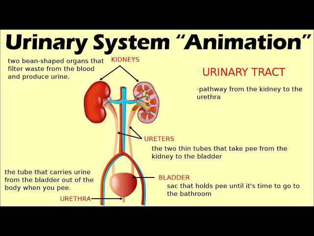 URINARY SYSTEM | Biology Animation