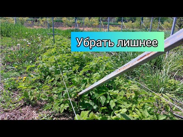Весеннее прореживание ремонтантной малины