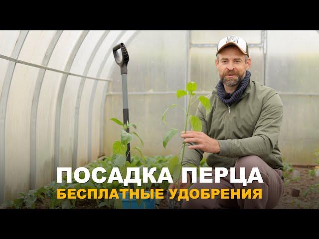 НЕОБЫЧНОЕ БЕСПЛАТНОЕ УДОБРЕНИЕ ДЛЯ ПЕРЦА И НЕ ТОЛЬКО. Посадка рассады перца в теплицу.