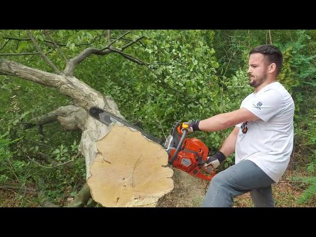 Husqvarna 592XP® AutoTune 24 inch vs hornbeam wood 80cm