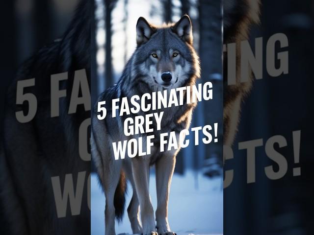 5 Fascinating Facts About Nature’s Hunters Grey Wolves! #wolf #animalfacts #wildlife