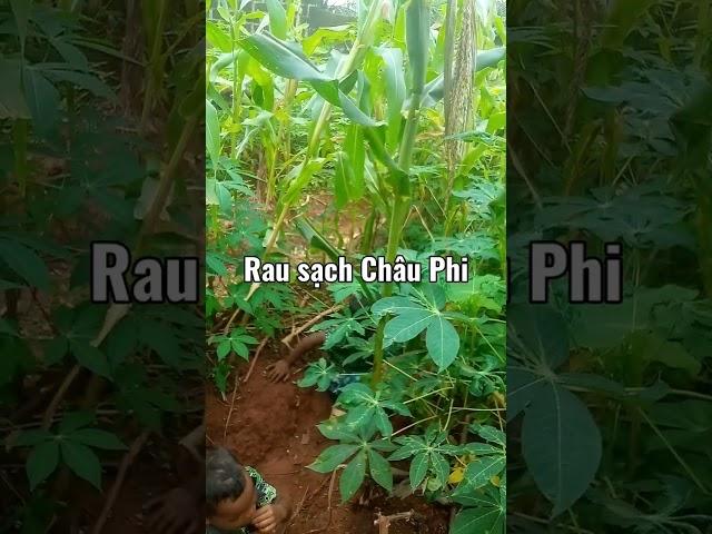 Huong Xuan Vlogs - Cuộc Sống Châu Phi