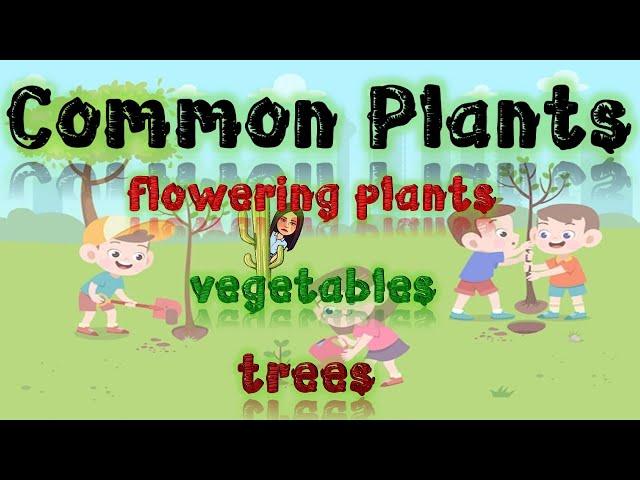 Common Plants | Plants | Plants Around Us | Science | Kindergarten | Teacher Beth Class TV