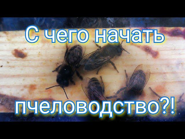 #1#. С чего начать пчеловодство?! Пчеловодство с 0! Пчеловодство для начинающих!