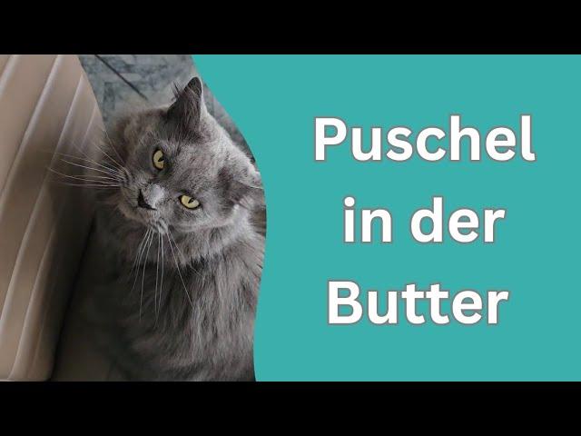 Katzen, Puschel und Tierkommunikation?!