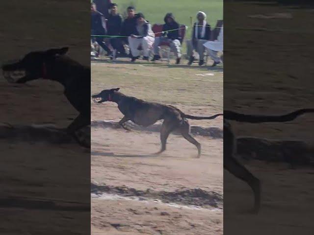 GRAY HOUND DOG RACE #dograce #dog #doglover #animals #animalshorts #dogshorts #viral #supportme