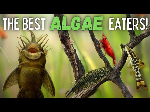 The Best Algae Eaters for Your Aquarium!